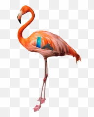 Largest Collection Of Free - Flamingo Transparent Background Emoji,Flamenca Emoji