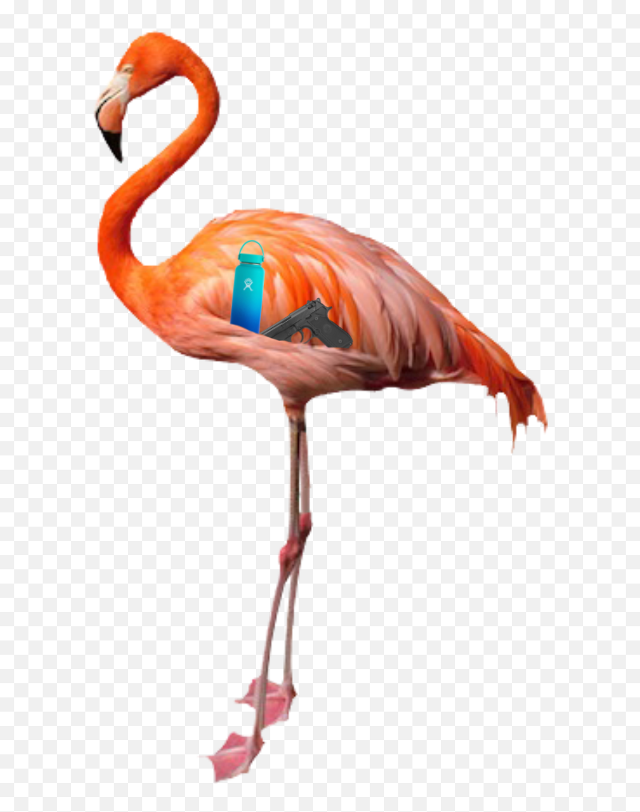 Largest Collection Of Free - Flamingo Transparent Background Emoji,Flamenca Emoji