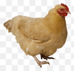 Chicken Simulator Tynker - Chicken Transparent Png Emoji,Birb Emoji
