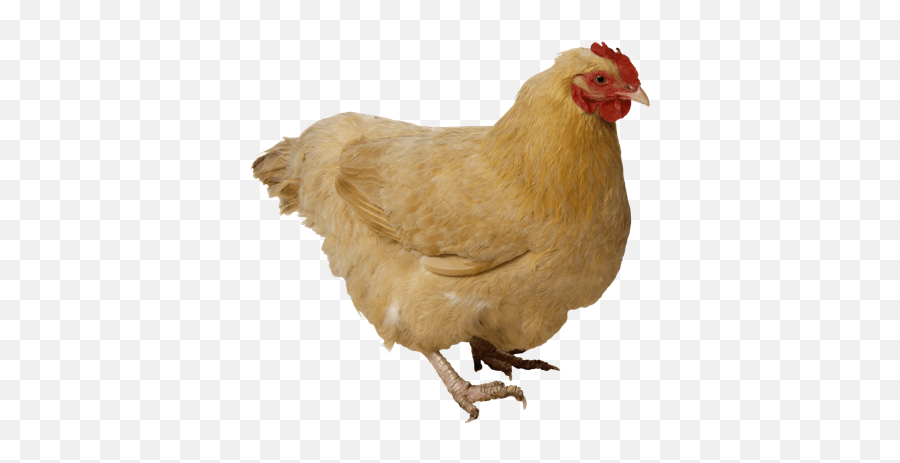 Chicken Simulator Tynker - Chicken Transparent Png Emoji,Birb Emoji