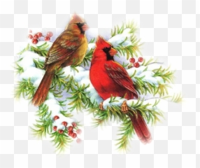 The Newest Cardinals Stickers - Winter Images Free Emoji