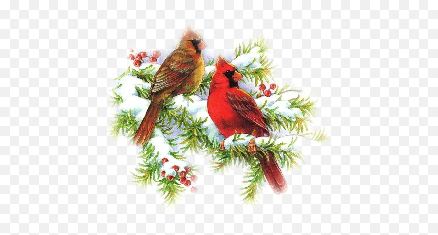 The Newest Cardinals Stickers - Cardinal Winter Images Free Emoji,Cardinals Emoji