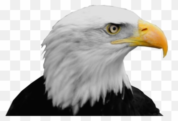 Download Bald Eagle Png Hq Png Image In - Bald Eagle Head Png Emoji,Bald Eagle Emoji