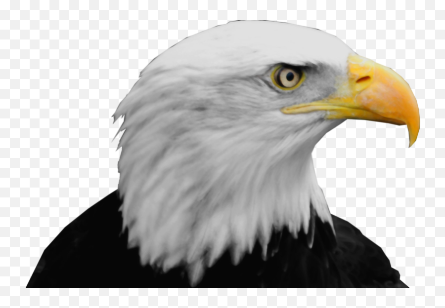 Download Bald Eagle Png Hq Png Image In - Bald Eagle Head Png Emoji,Bald Eagle Emoji