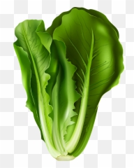Cabbage Clipart Lettus Cabbage Lettus Transparent Free For - Romaine Lettuce Leaf Clipart Emoji,Lettuce Emoji