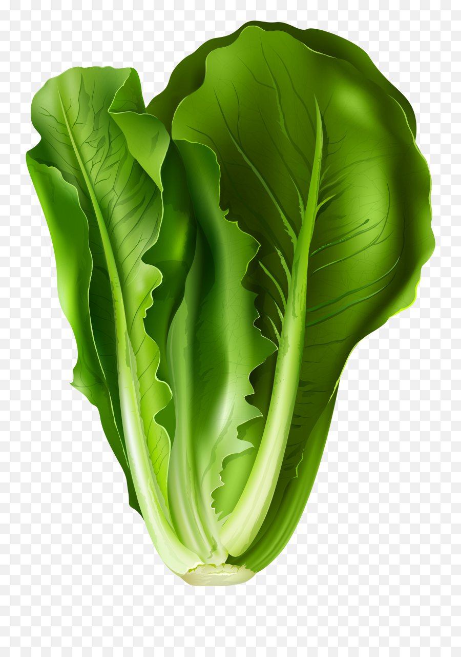 Cabbage Clipart Lettus Cabbage Lettus Transparent Free For - Romaine Lettuce Leaf Clipart Emoji,Lettuce Emoji