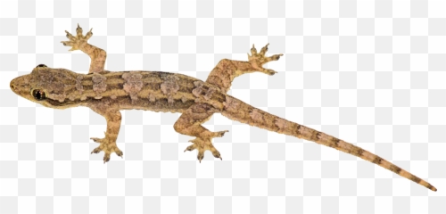 Gecko House Lizard Transparent Png - Transparent Background Gecko Transparent Emoji,Gecko Emoji