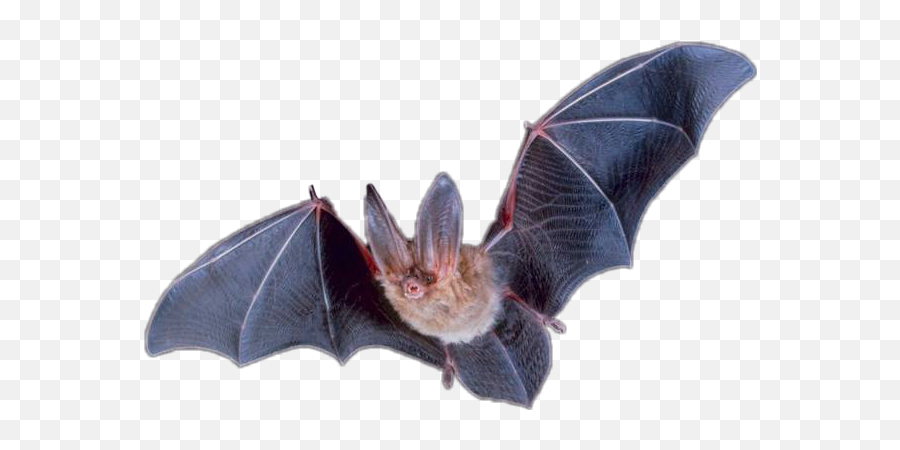 Bats Bat - Robotic Bat Emoji,Bats Emoji