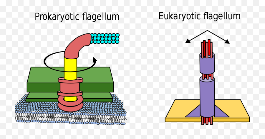 Difference Between Prokaryote And Eukaryote Flagella - Prokaryotic And Eukaryotic Flagella Emoji,What Each Emoji Means