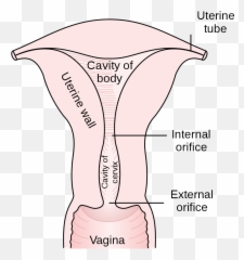 Gray1167 - Os Meaning In Pregnancy Emoji