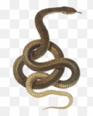Search For - Transparent Background Snake Clipart Emoji
