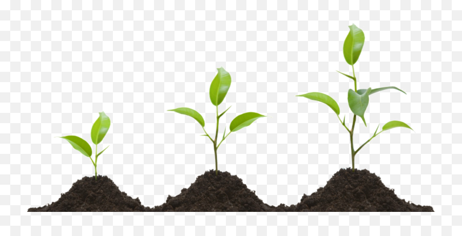 Plant Seedlings Png U0026 Free Plant Seedlingspng Transparent - Plant Growing Clipart Emoji,Seedling Emoji