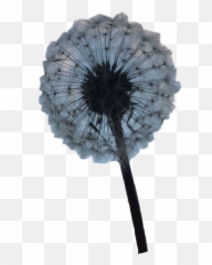 Dandelion Flower Aesthetic Freetoedit - Dandelion Emoji,Dandelion Emoji