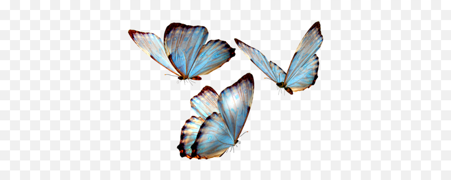 Pin - Transparent Background Butterfly Png Emoji,Moth Emoji
