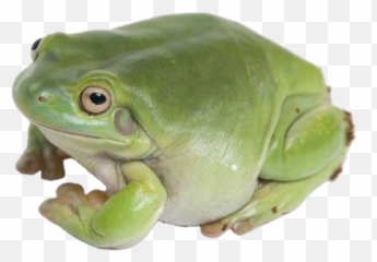 The Most Edited frog PicsArt - Whites Tree Frog Emoji