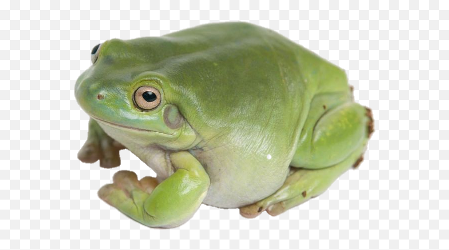 The Most Edited Frog Picsart - Whites Tree Frog Emoji,Frog Face Emoji