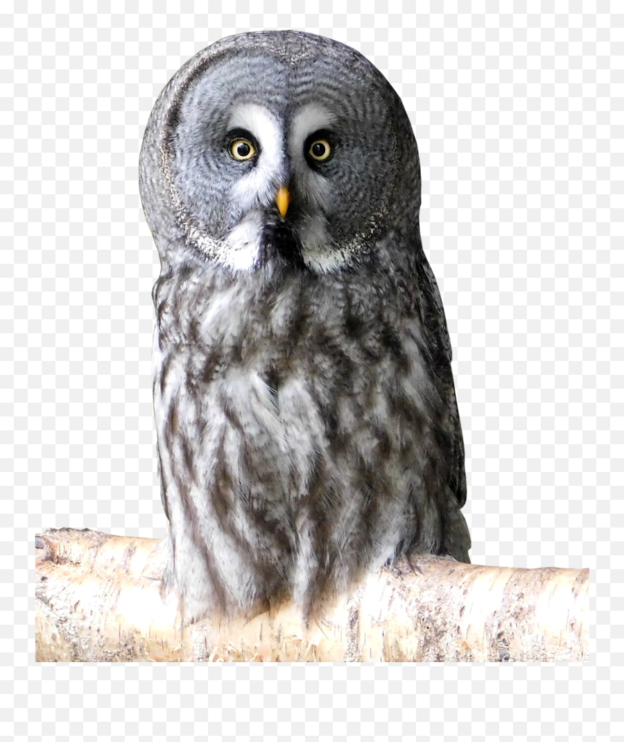 Bird Animal Feather Animal World Owl - Birds Emoji,Drake Owl Emoji