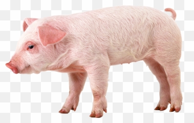 Pig Png Image - Emoji