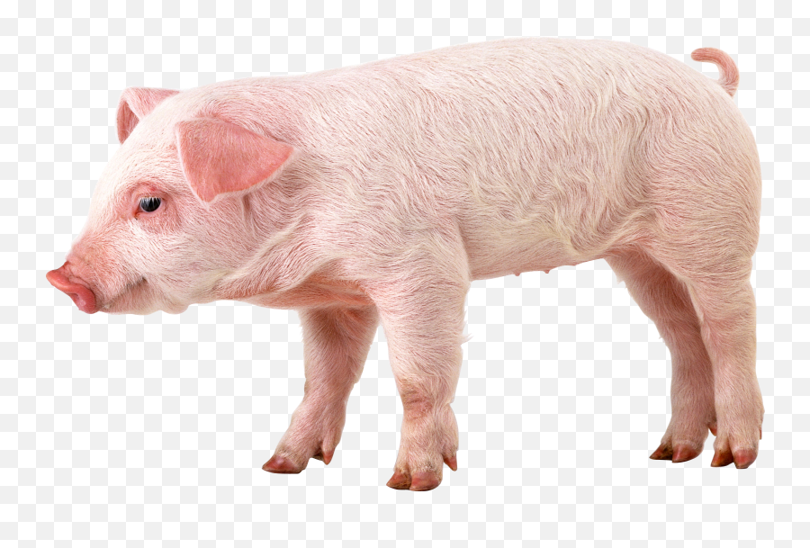 Pig Png Image - Pig Png Emoji,Wild Boar Emoji