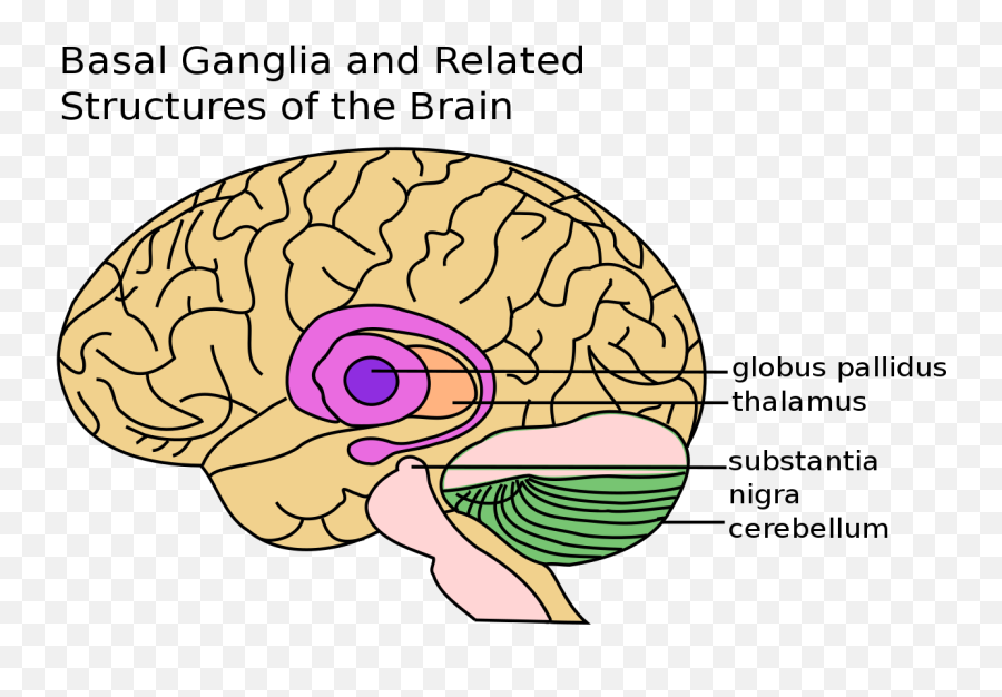 Basal Ganglia And Related Structures - Basal Ganglia Emoji,Vegetable Emoji