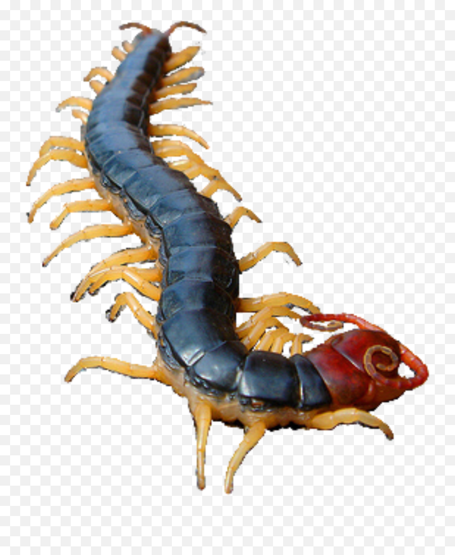 Centipede Ftestickers Freetoedit - Insect Emoji,Centipede Emoji