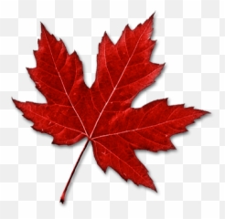 Leaves Maple Leaf Clipart Black And White Free Clipart - Canada Leaf ...