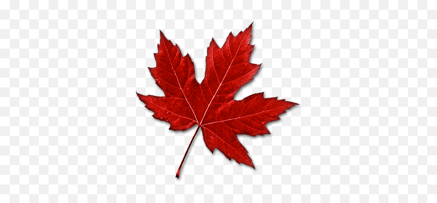 Red Canada Maple Leaf Png Transparent - Real Canadian Maple Leaf Emoji,Maple Leaf Emoji