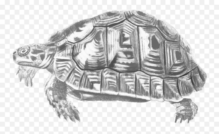 Vintage Turtle Illustration T - Shirt Turtles Emoji,Turtle Emoji
