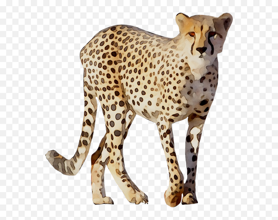 Cheetah Drawing - Cheetah Drawing Png Emoji,Cheetah Emoji