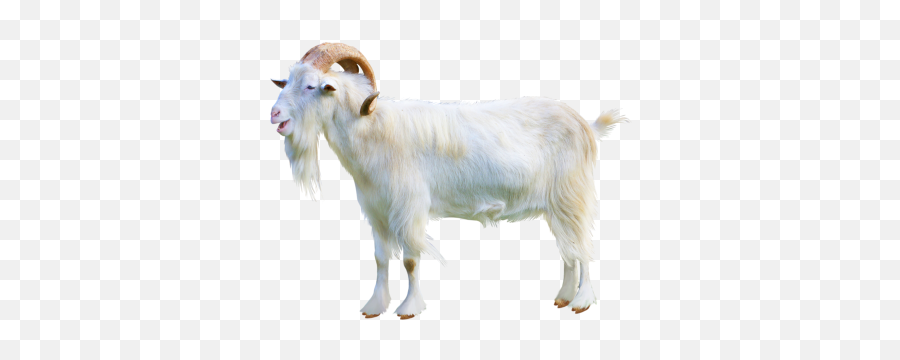 Goat Png And Vectors For Free Download - Goat Image Transparent Background Emoji,The Goat Emoji