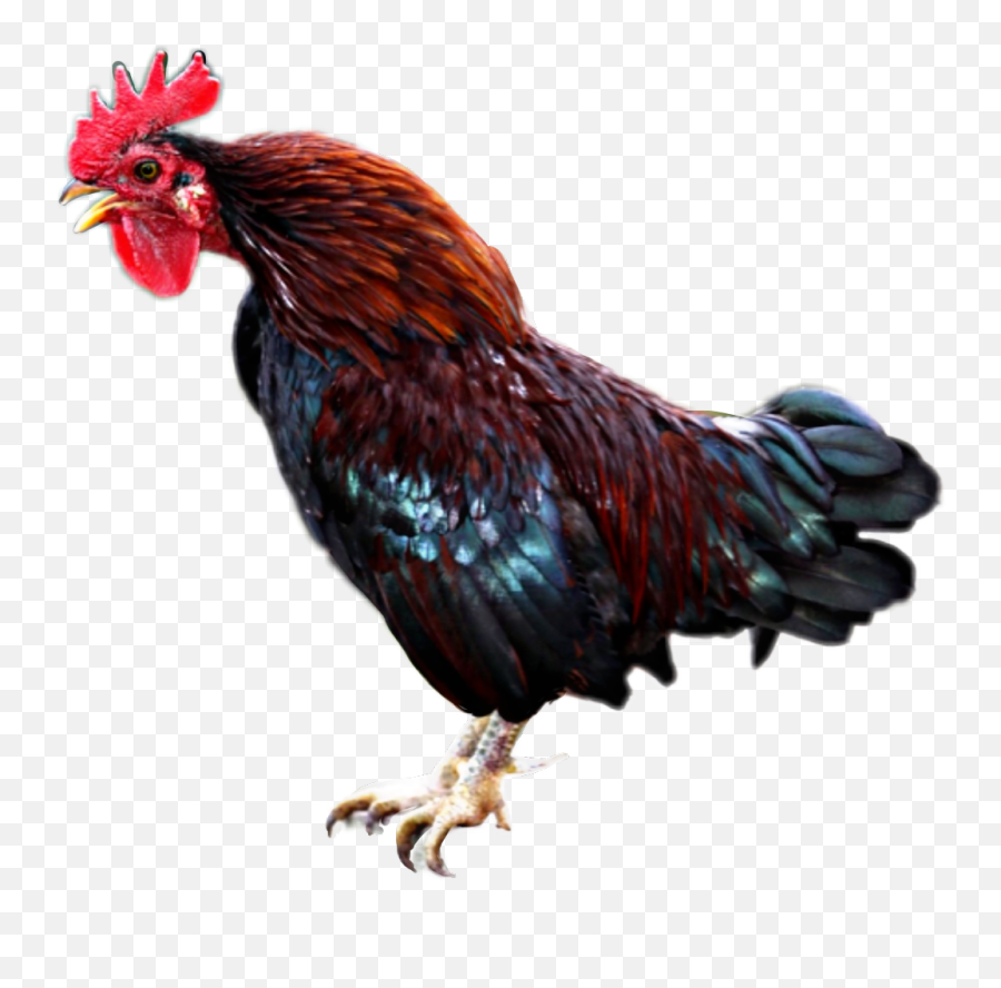 Rooster Freetoedit - Fotosearch Emoji,Rooster Emoji