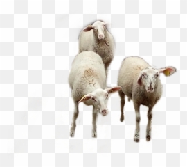 Ovejas Lamb Sheep Farmlife - Sheep Emoji,Lamb Emoji