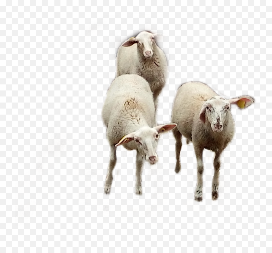 Ovejas Lamb Sheep Farmlife - Sheep Emoji,Lamb Emoji