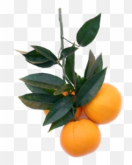 Popular And Trending Tangerine Stickers - Citrus Emoji,Tangerine Emoji