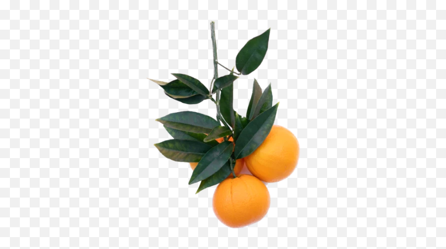 Popular And Trending Tangerine Stickers - Citrus Emoji,Tangerine Emoji