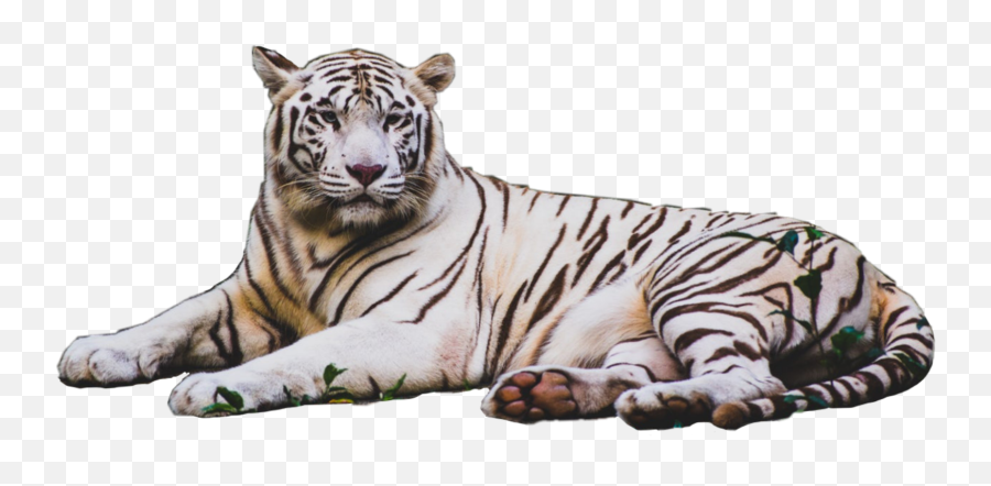 Whitetiger Tiger - Sticker By Clayton Lion Hitchens Tigers Wallpaper 4k Emoji,White Tiger Emoji