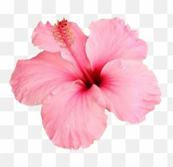 Hibiscus Stickers - Shoeblackplant Emoji,Hibiscus Emoji