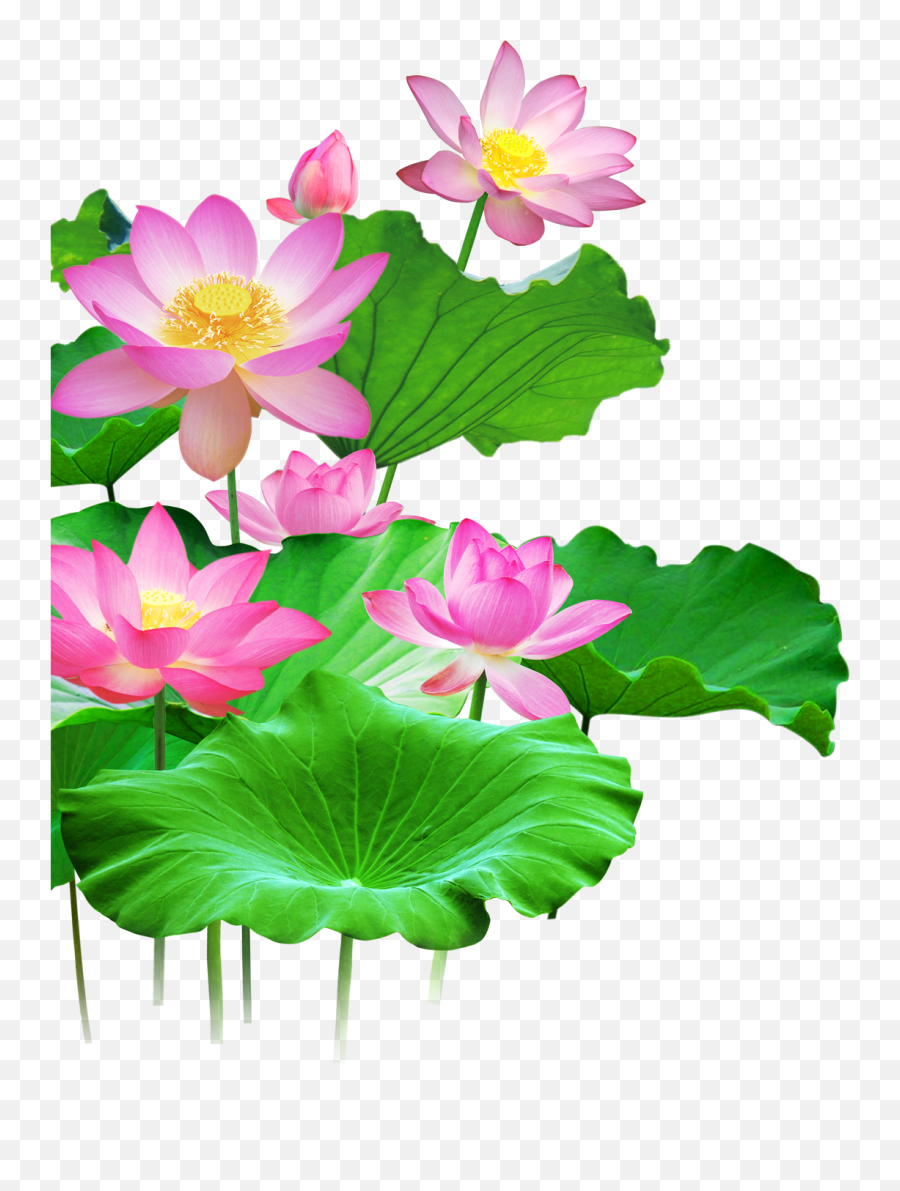Mq Lotus Flower Flowers Pink Waters - Transparent Lotus Png Emoji,Lotus Flower Emoji