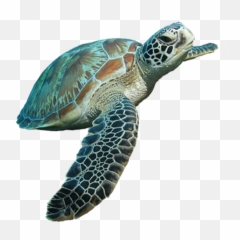 Turtle Png Image And Clipart - Green Sea Turtle Png Emoji,Sea Turtle Emoji