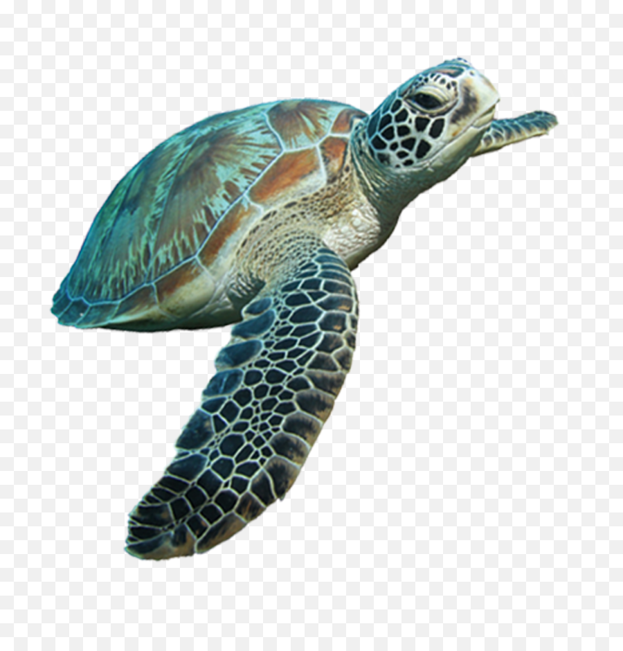 Turtle Png Image And Clipart - Green Sea Turtle Png Emoji,Sea Turtle Emoji