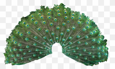 Peacock Tail Colorful Girly Amazing Feathers Artistic - National Symbols Of India Bird Emoji,Peacock Emoji