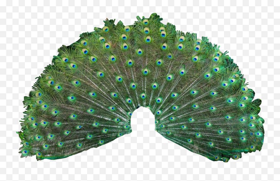 Peacock Tail Colorful Girly Amazing Feathers Artistic - National Symbols Of India Bird Emoji,Peacock Emoji