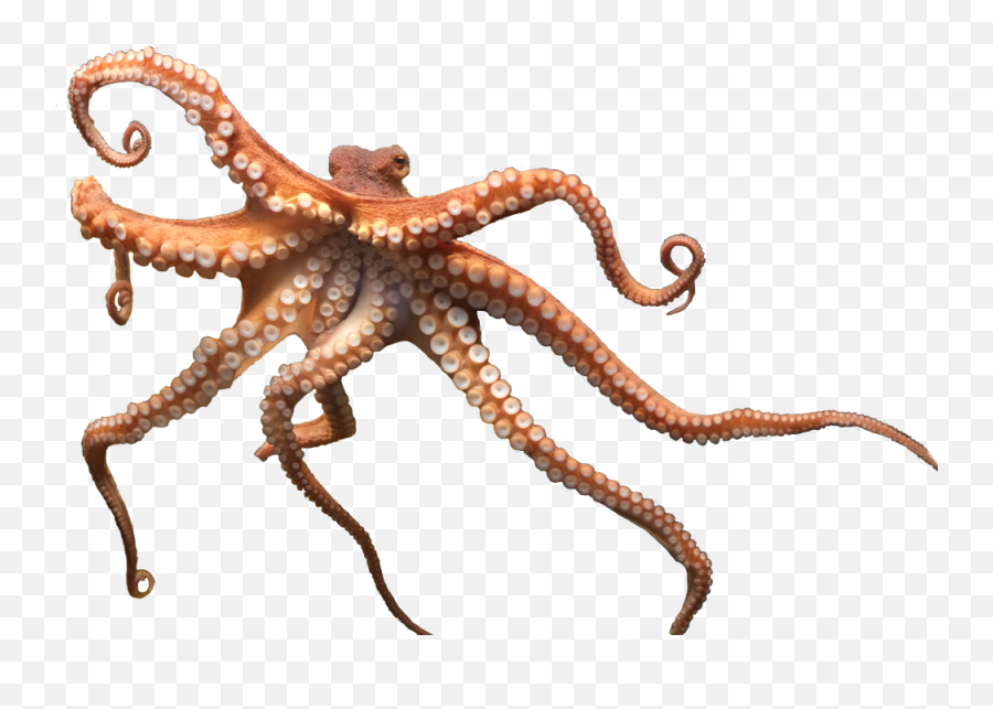 The Newest Octopus Stickers On Picsart - Enteroctopus Dofleini Png Emoji,Octopus Emoji