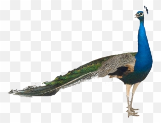 Peacock Png Free Download - Indian Peafowl White Background Emoji,Peacock Emoji