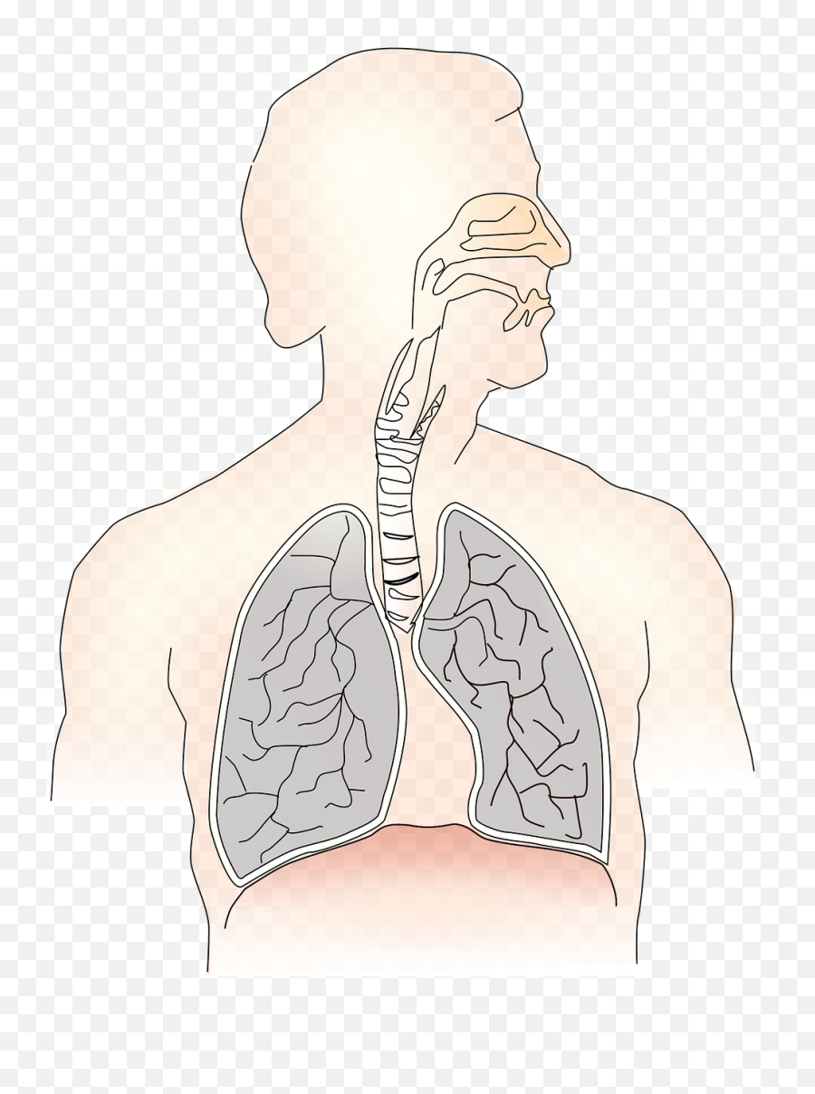 Breathing Lungs Windpipe Free Vector - Clipart Transparent Background Photo Of Lungs Emoji,Ski Mask Emoji