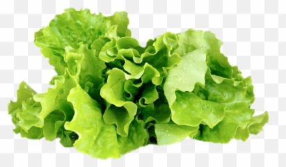 Lettuce - Vegetables And Fruits Lettuce Emoji,Lettuce Emoji