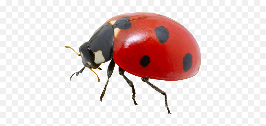 Transparent Ladybug Real Life Transparent Png Clipart Free - Ladybug Png Transparent Emoji,Ladybug Emoji