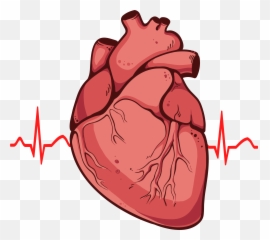 Library Of Heart With Muscles Clip - Transparent Background Real Png Emoji