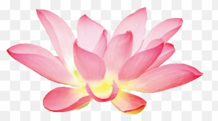 Lotus Flower Chinese Asian Ftestickers - Background Hoa Sen Png Emoji,Lotus Emoji