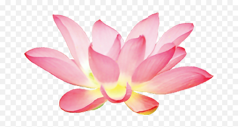 Lotus Flower Chinese Asian Ftestickers - Background Hoa Sen Png Emoji,Lotus Emoji